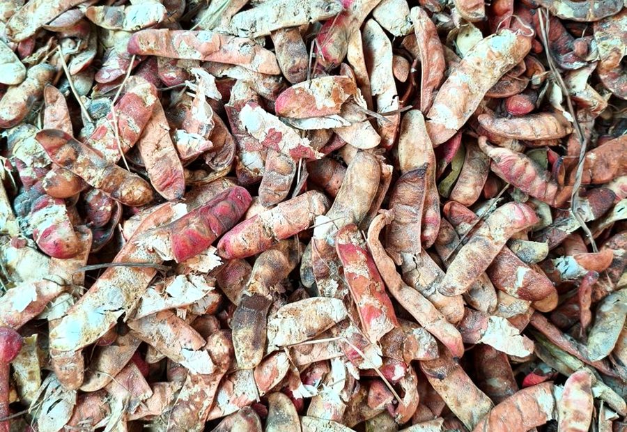 Vainas de tara seleccionadas como materia prima peruana
